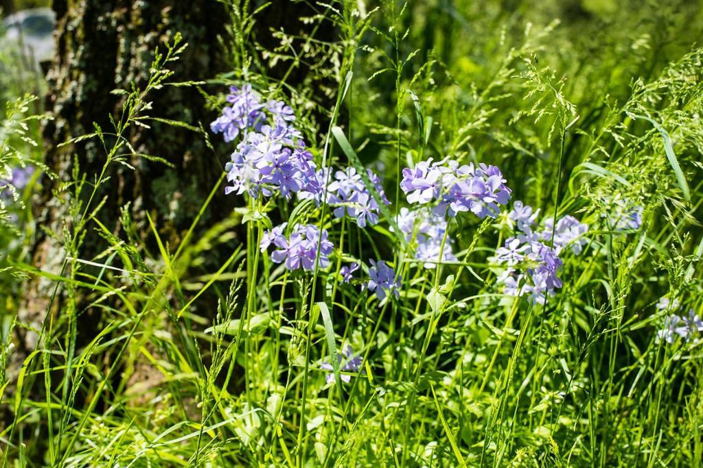 Oak Grove Bed And Breakfast South Boston Exteriér fotografie